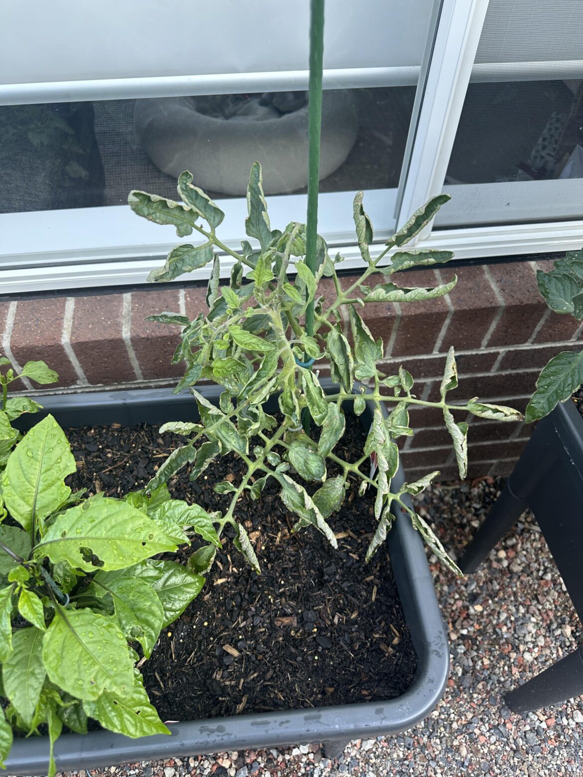 What do I do? My other plants don’t look like this…