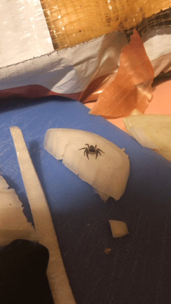 Found a different kind of onion lover.