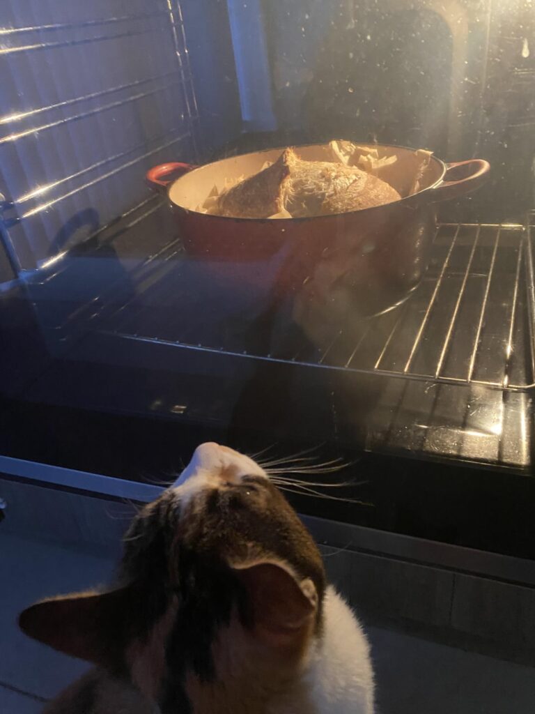 My cat always has to check the bread when I take off the lid.