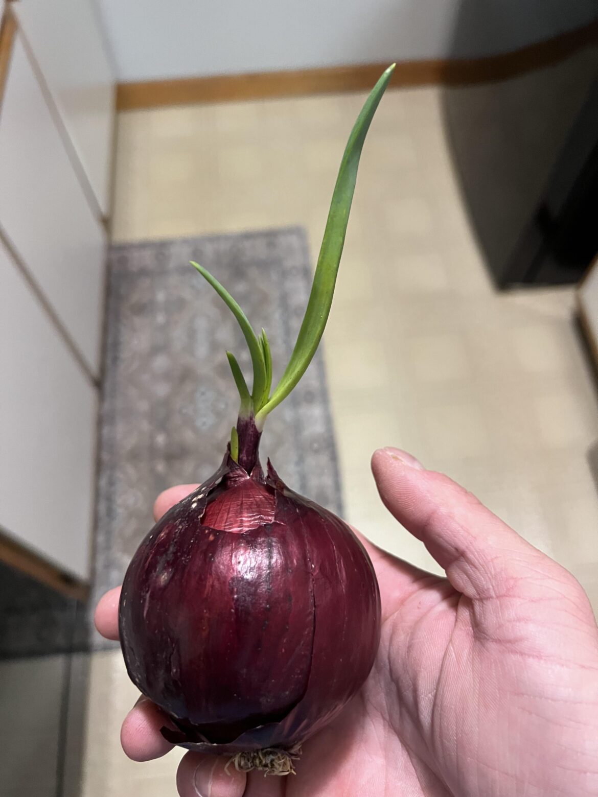 guys, what’s going on