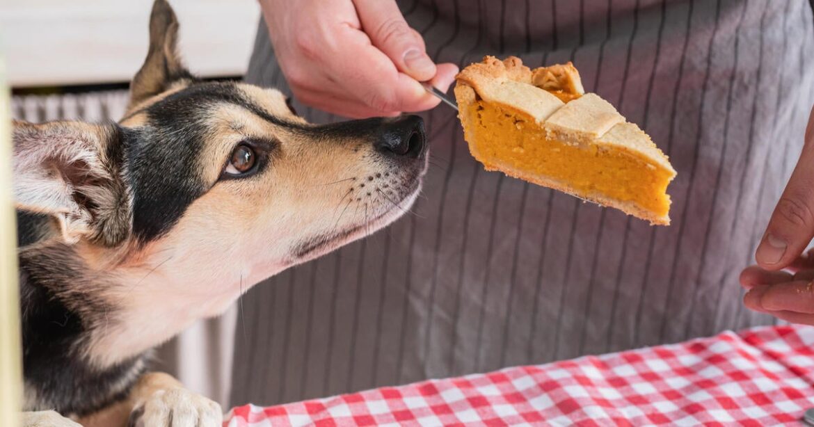 What Thanksgiving food can cats and dogs eat? What to know about giving your pet turkey and more common dishes