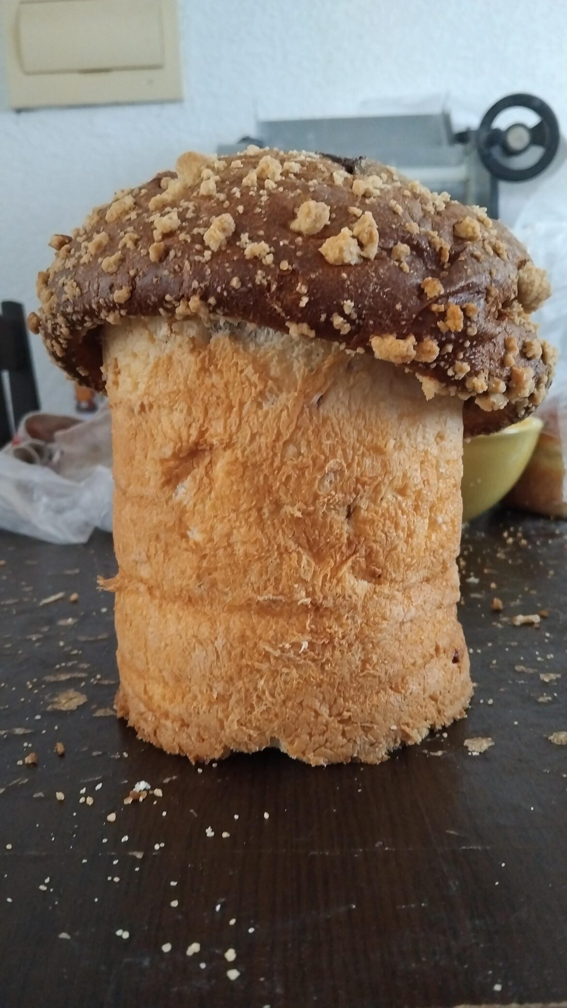 Some mycologist help identify this panettone