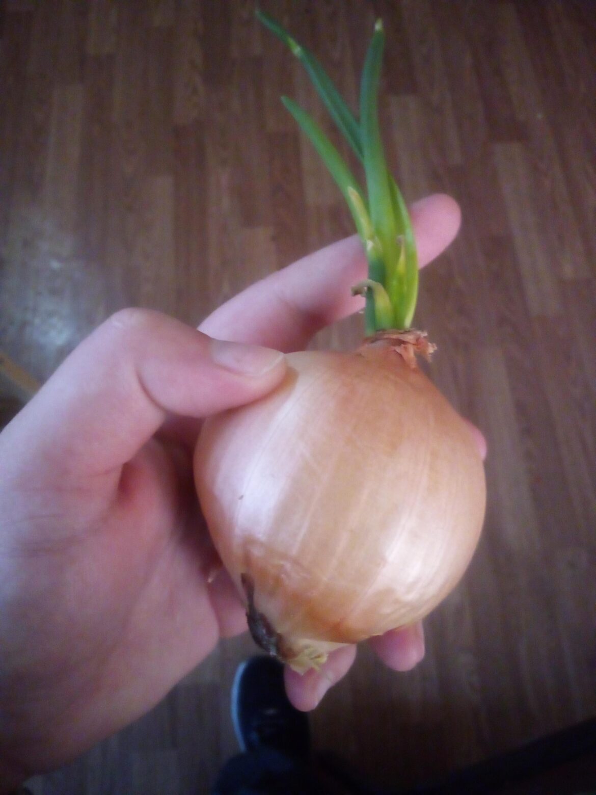 Cute Onion