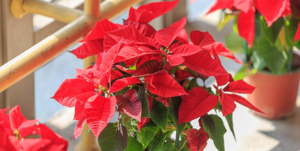 Poinsettia Care Tips for Healthy Holiday Plants