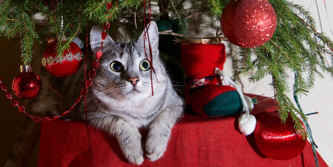 How to Keep Cats Away from Christmas Trees, According to Experts