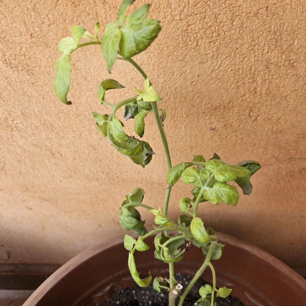 What's wrong with my tomato plant?
