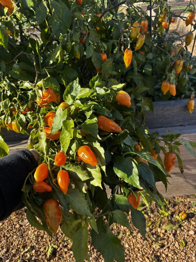 guys... Give me a good habanero salsa/dip recipe pls!!