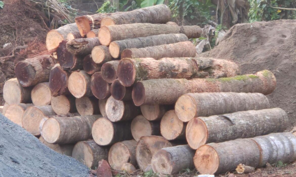 Coconut wood chunks?