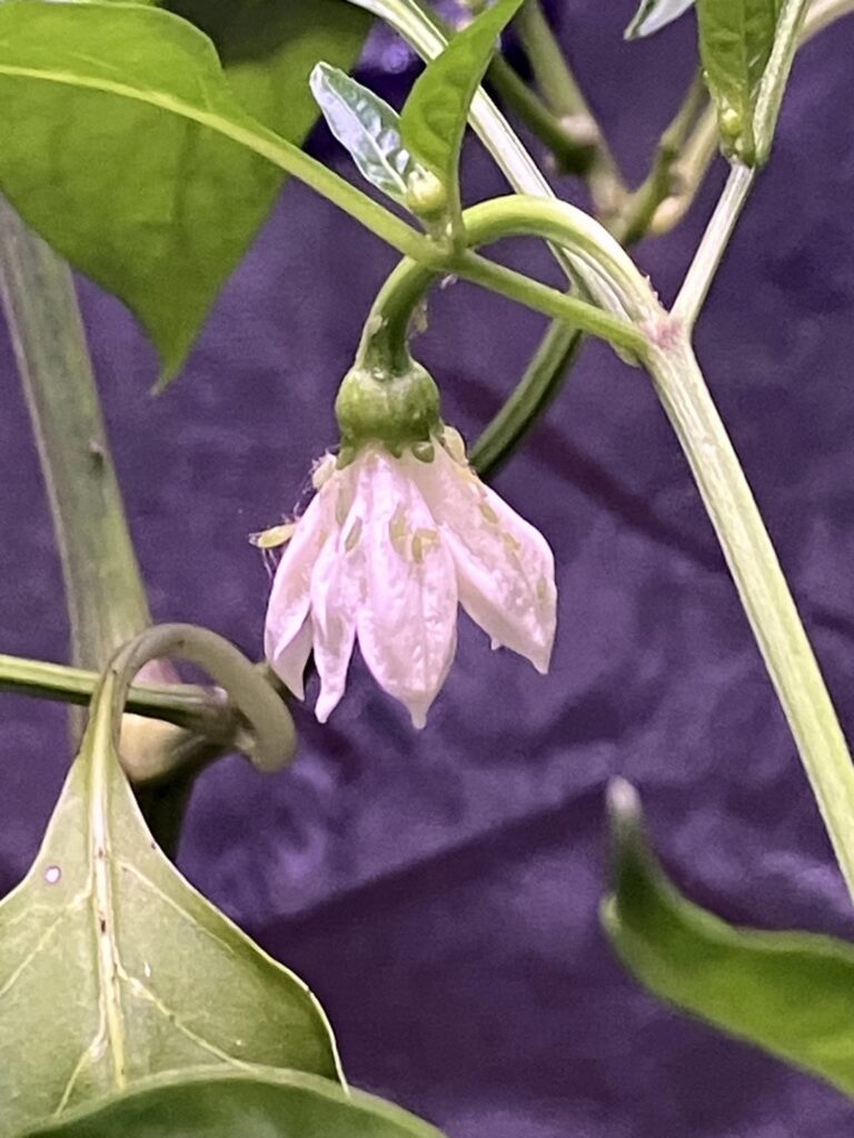 How do I get rid of aphids without hurting my indoor pepper plants