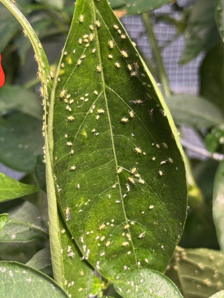 What’s on my pepper plants What’s on my pepper plants