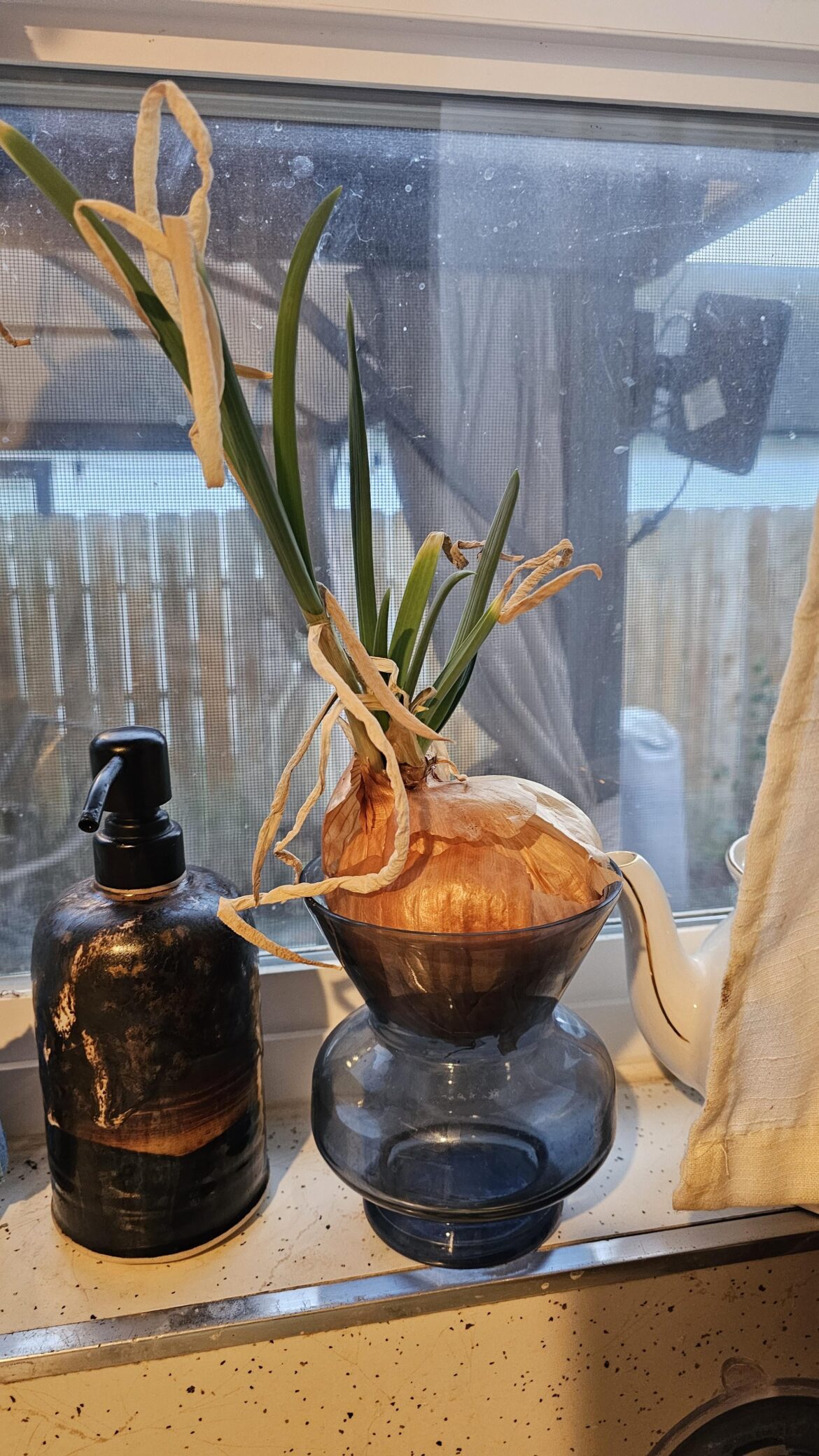 My pet onion needs a name, help??
