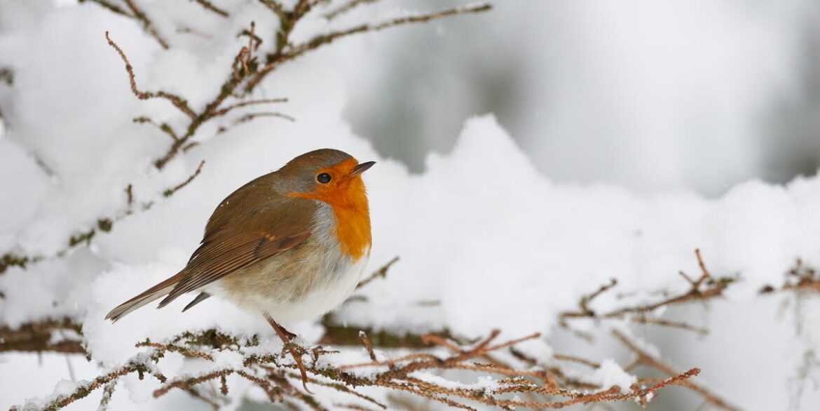 How To Care For Robins With Leftovers From Your Christmas Dinner