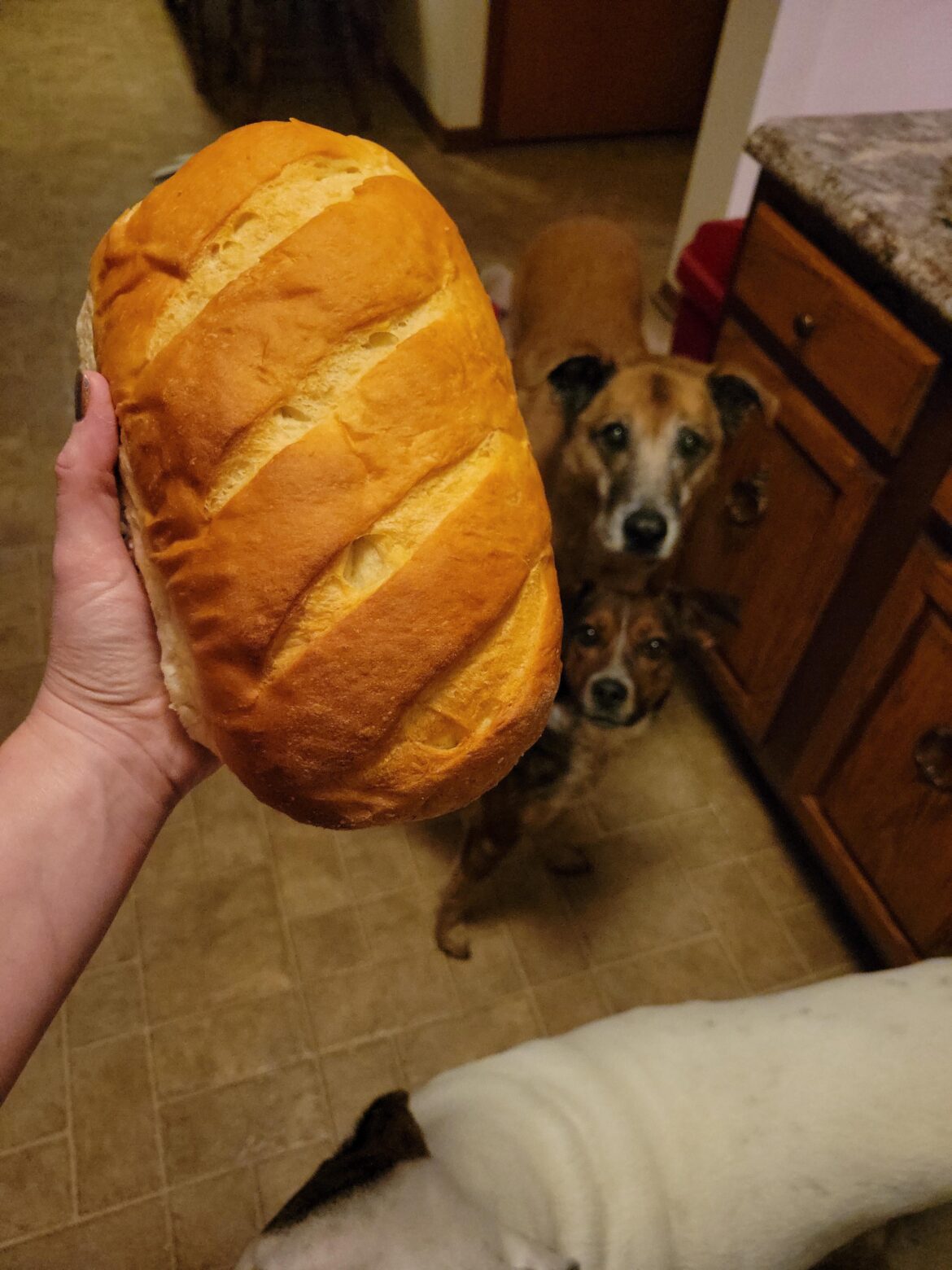 I'm just really proud of how pretty this loaf came out ❤️