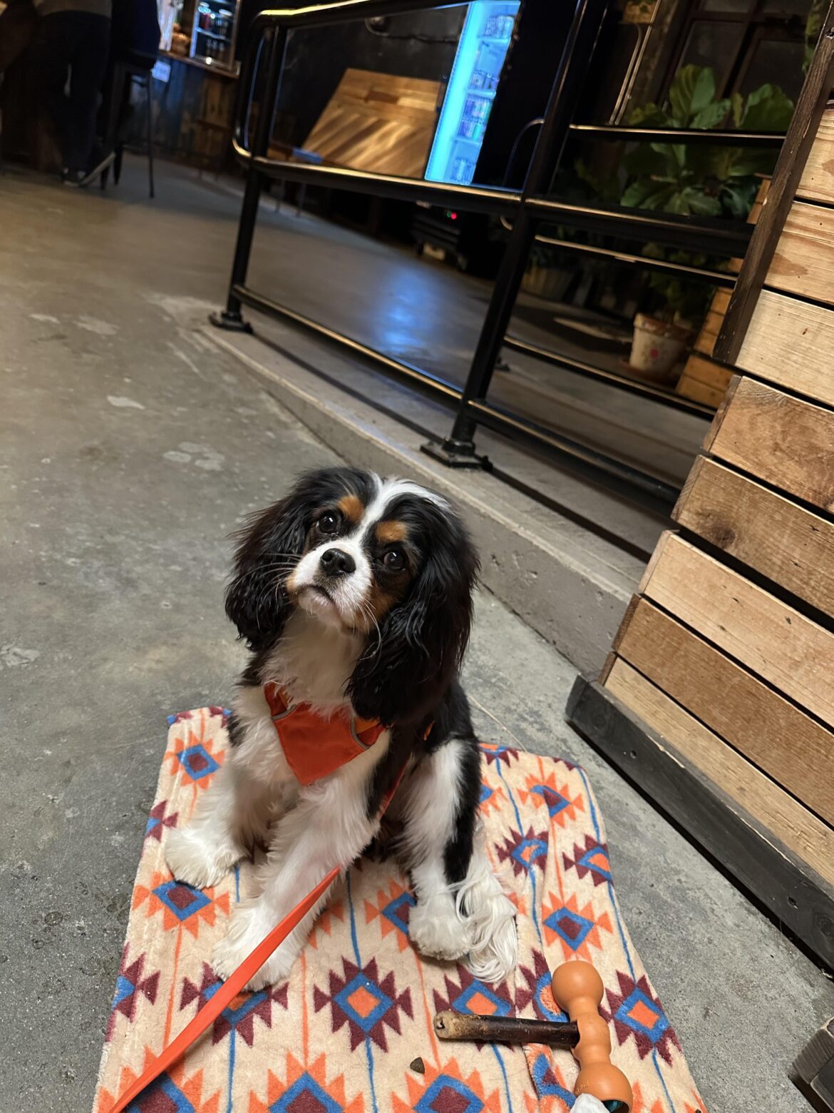 How much do we love cheese? Meet Havarti!