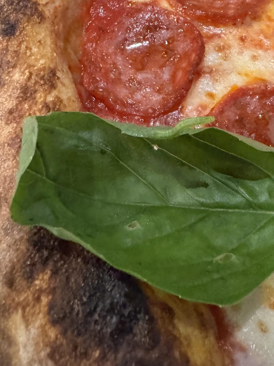 There was a moving worm in my pizza at a fancy restaurant in italy