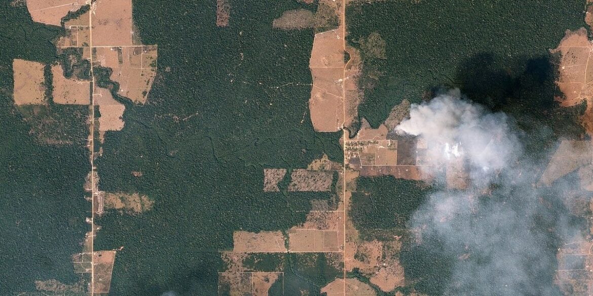 Plant-Based Diets Would Cut Humanity’s Land Use by 73%