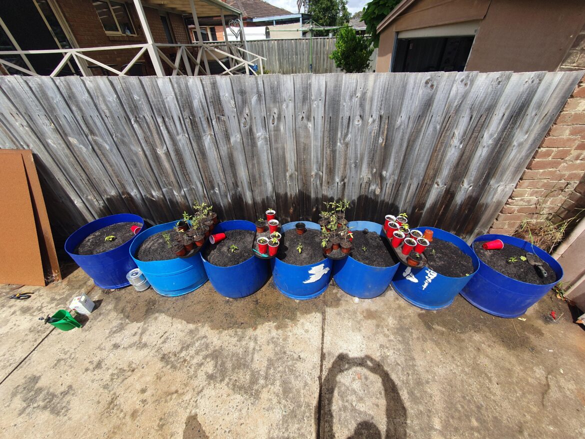 Companion planting in containers?