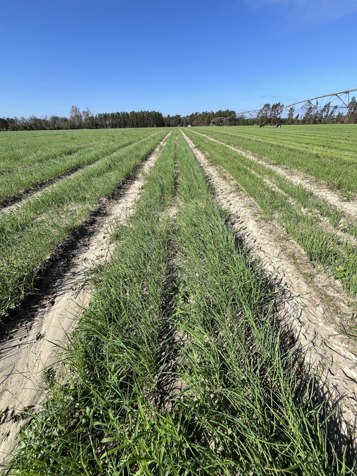 Vidalia onion seed beds are a little patchy (due to hurricane helene)