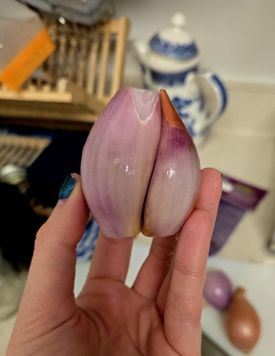 I have been blessed with a double shallot.