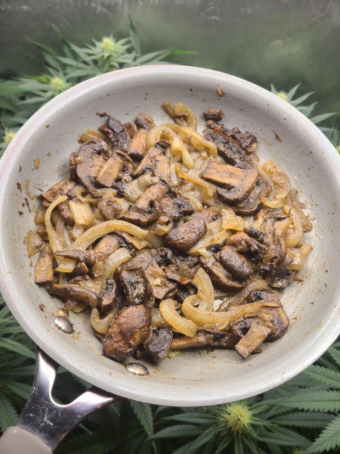 Hello my fellow Onion lovers! Smash or pass???