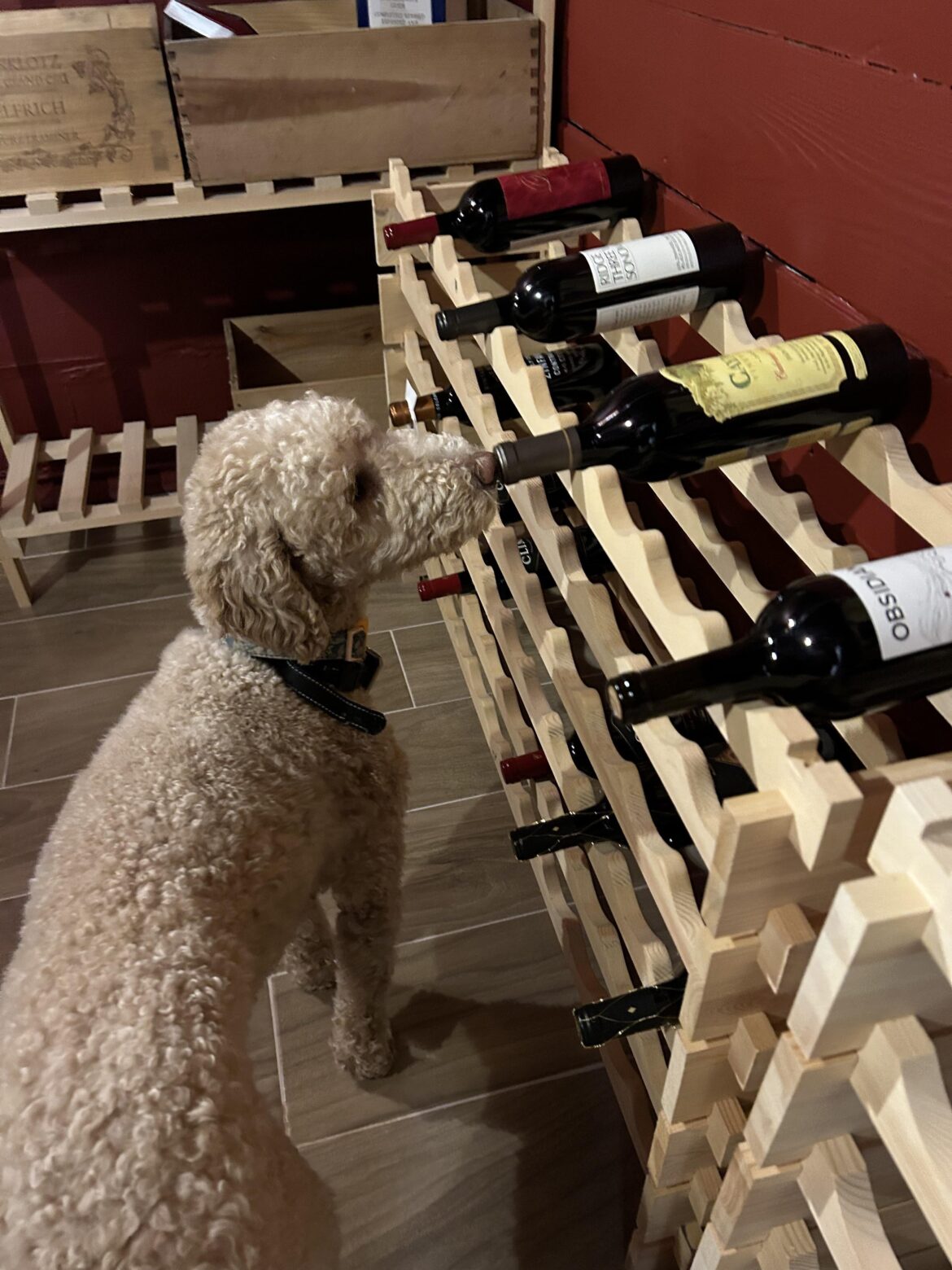 Maisie the poodle likes Caymus even if you don’t.