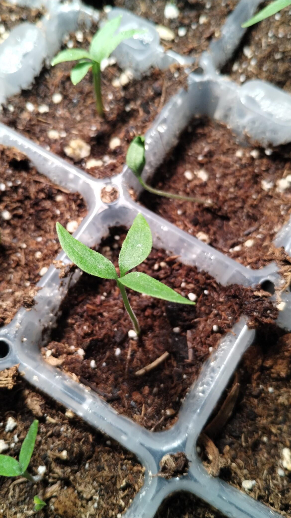 Get a load of this mutant