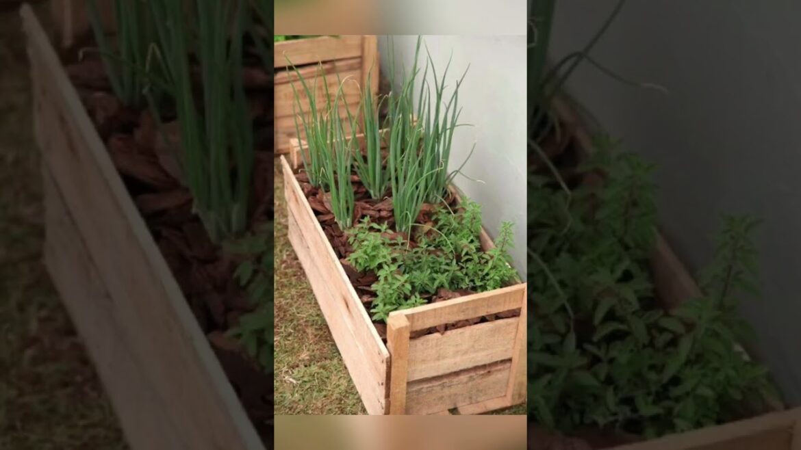 Vegetable garden ideas for home