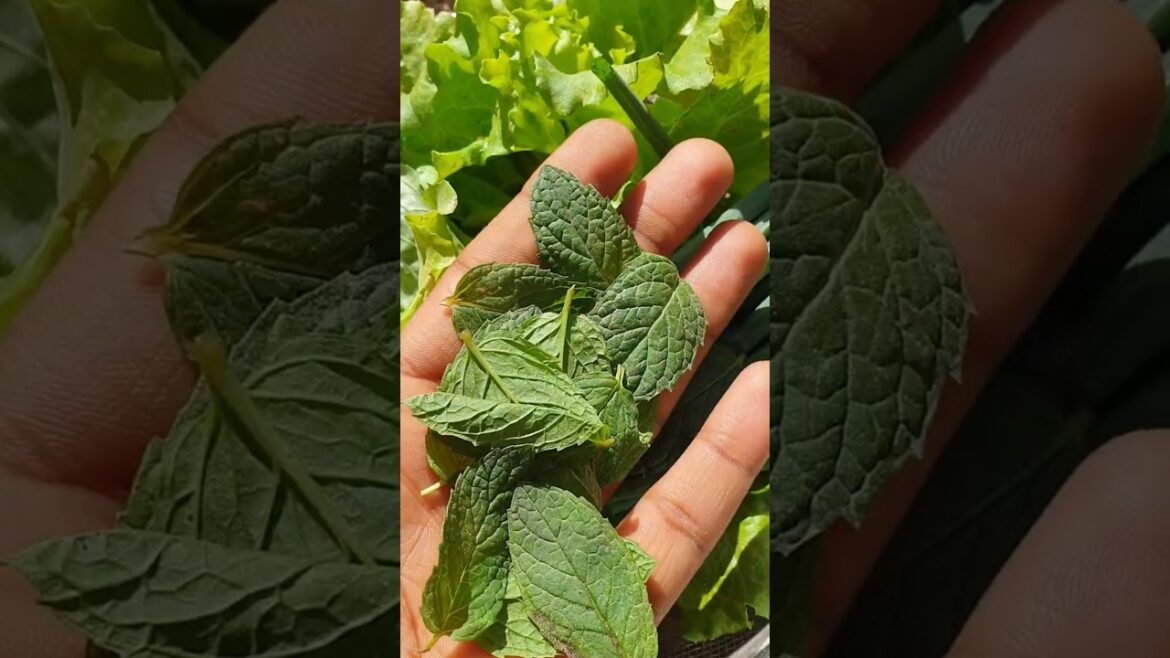 FRESH FATTOUSH SALAD VEGGIES #fattoushsalad #freshvegetables #abnamdelish