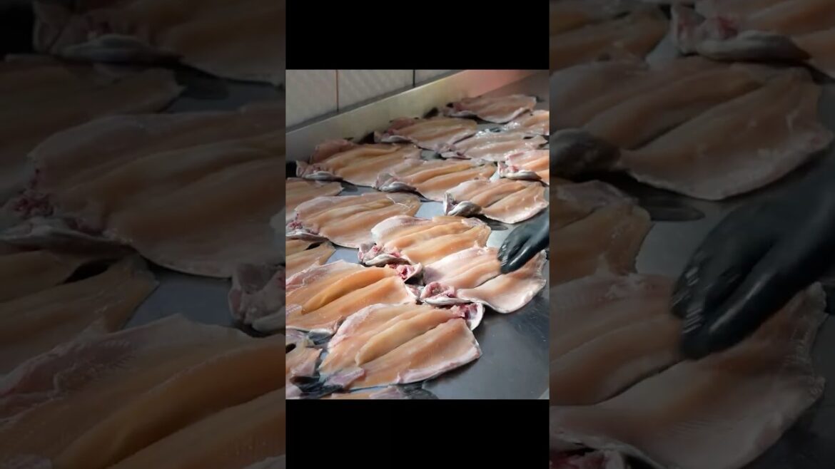 Amazing Trout Fish Farm From Egg to Grill | Turkish Street Foods