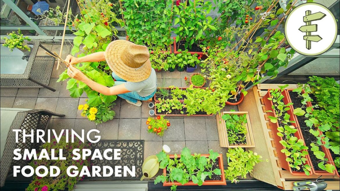Growing TONS of FOOD in a Super Small Garden – Balcony Container Garden Tour Growing TONS of FOOD in a Super Small Garden – Balcony Container Garden Tour
