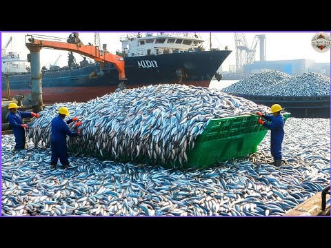 How Peruvian Fishermen Catch Tons of Anchovy Fish and How Expensive Anchovy Fish Sauce Made How Peruvian Fishermen Catch Tons of Anchovy Fish and How Expensive Anchovy Fish Sauce Made