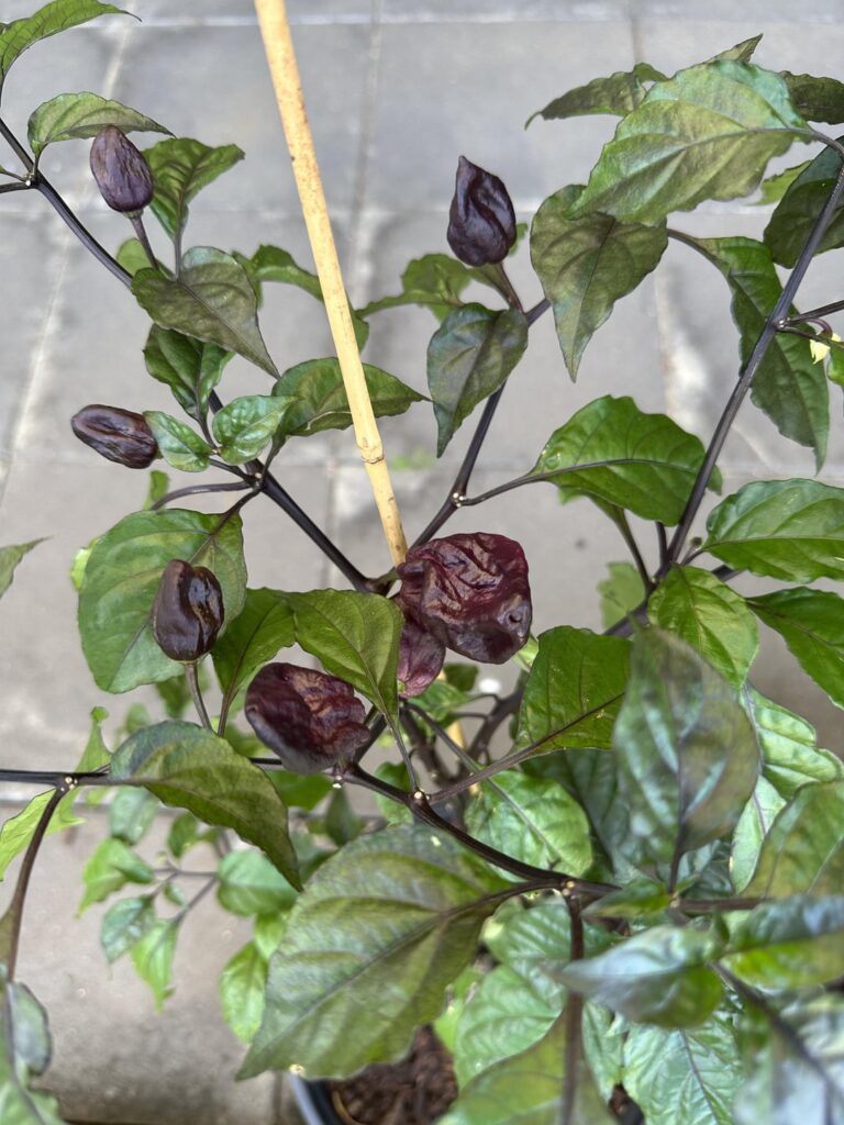 Yaki Blue very slowly ripening. They like to drop leaves off the main stem and regrow branches.