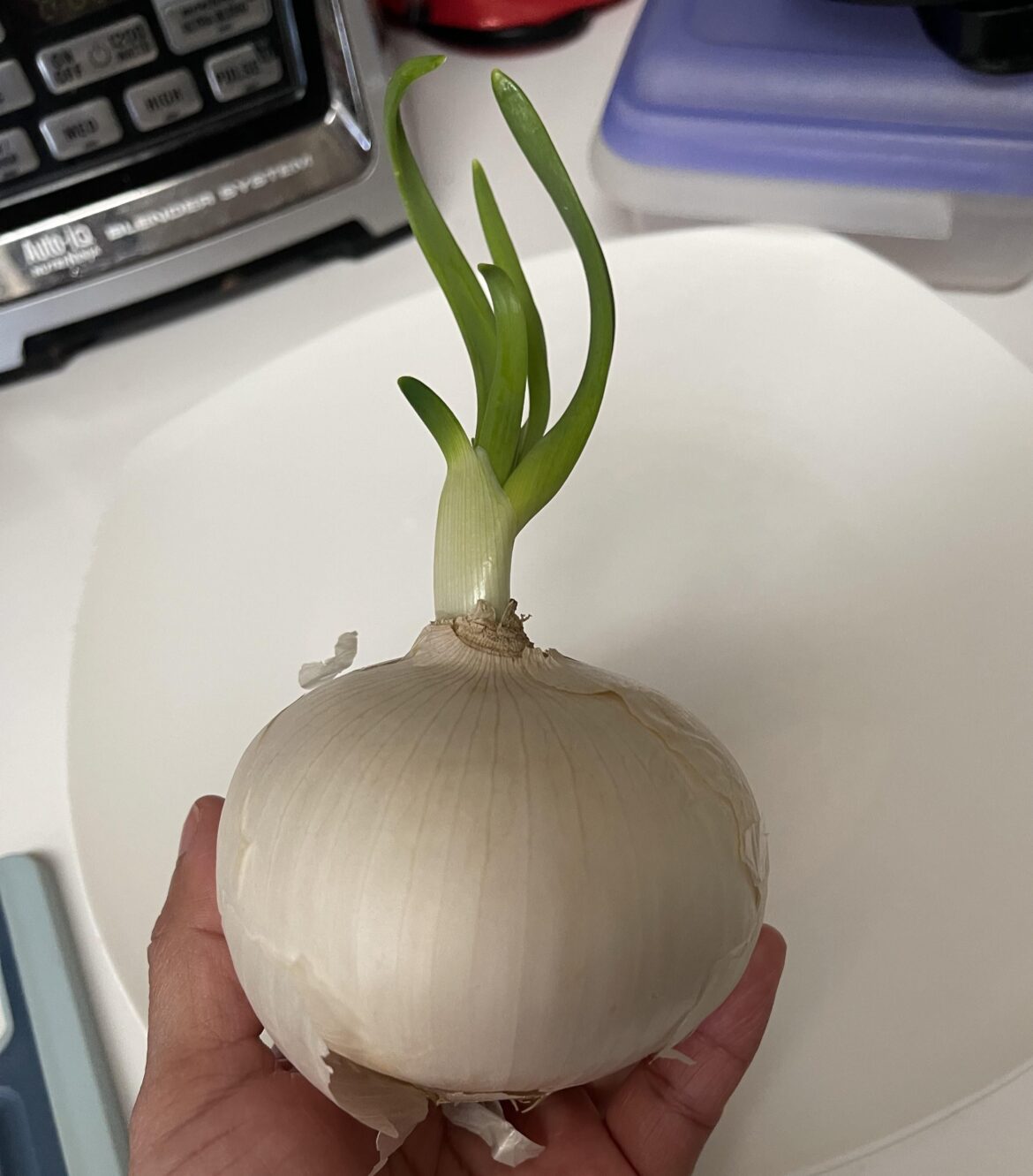 The only good one of the onions i forgot about