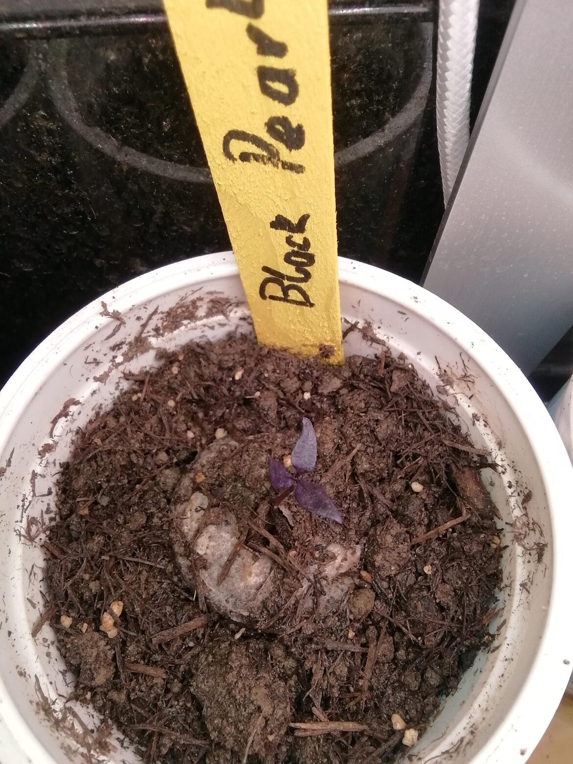 1 Extra Leaf for 50% more starting power! 💪🌱