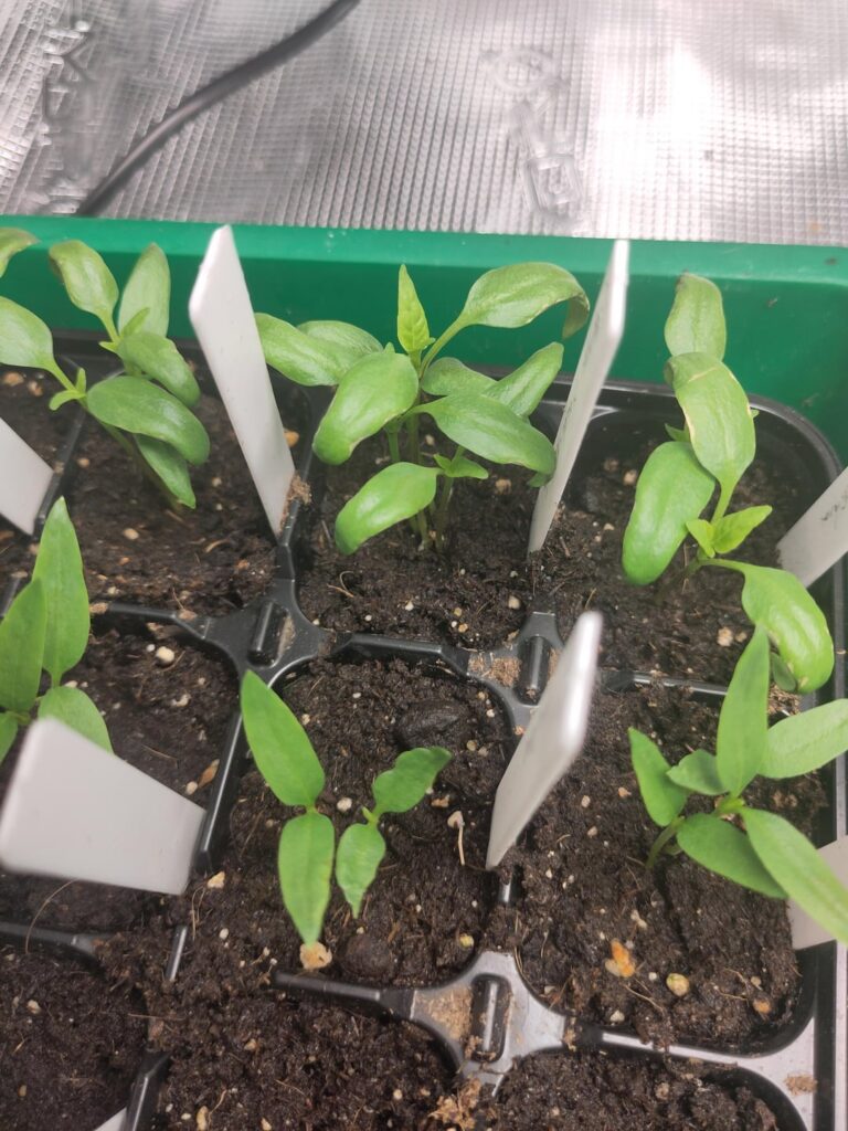 First time growing – trying to catch things early First time growing - trying to catch things early