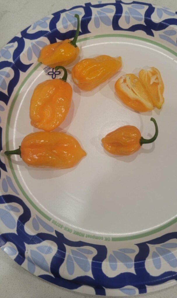 First plants to ripen