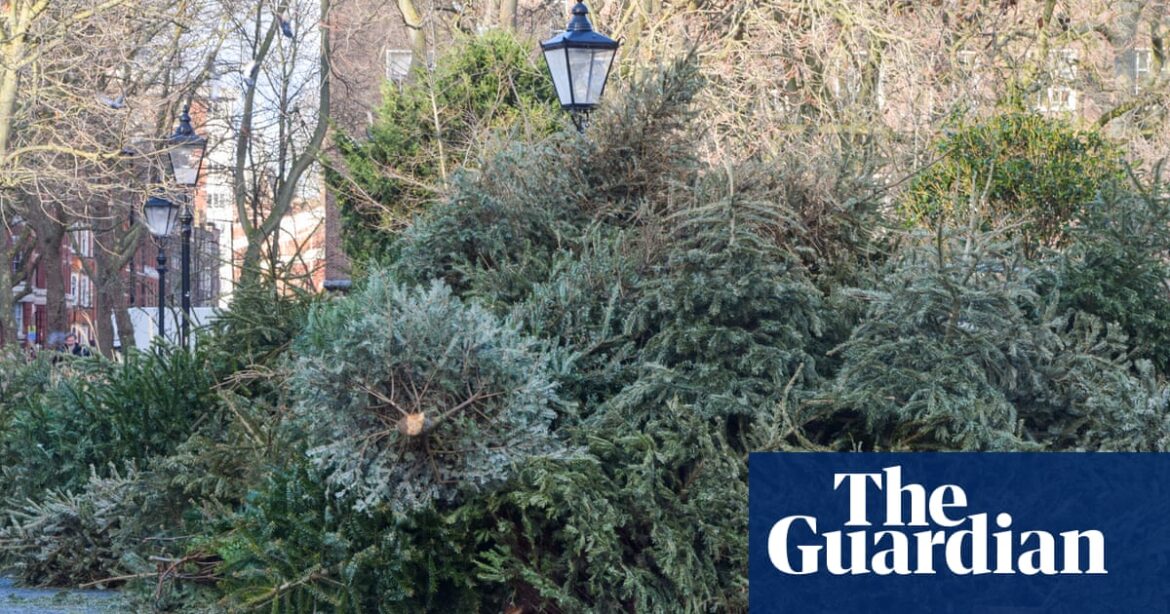 A tree is just for Christmas, not for dinner, Belgian food agency warns | Belgium
