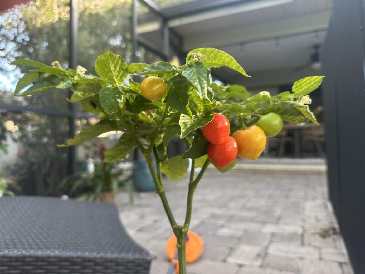 First time habanero plant, different colors?