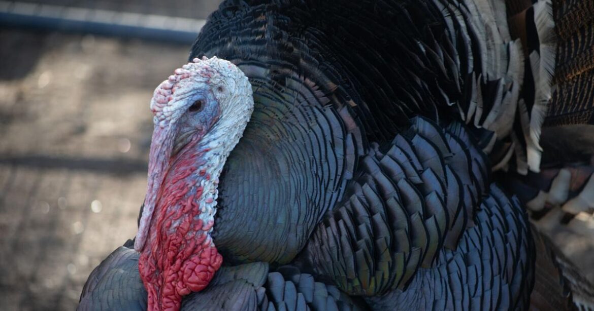 Where to get free Thanksgiving meals in Athens | Eat & Drink Where to get free Thanksgiving meals in Athens | Eat & Drink