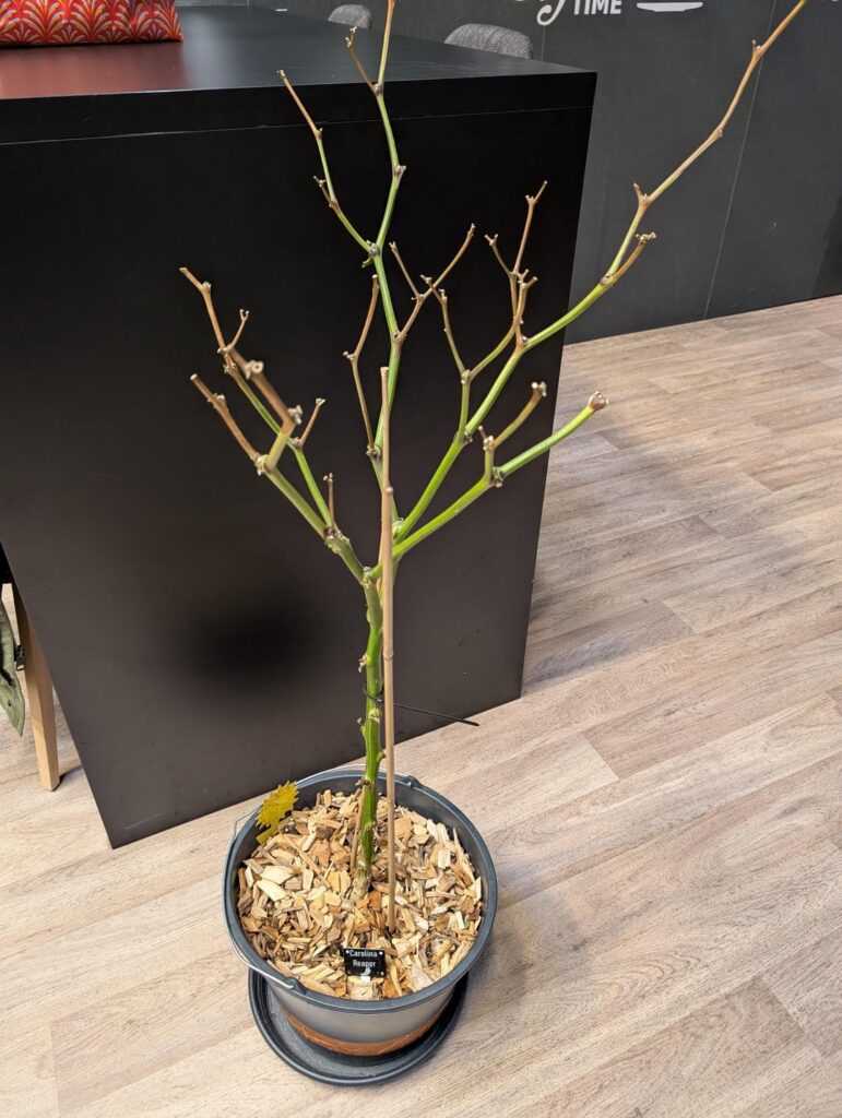 Carolina reaper plant