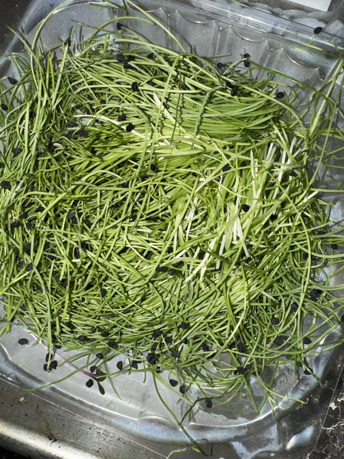 Farmer’s Market Microgreens Guy Has Onion Sprouts