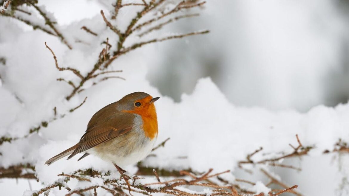 What Festive Food Scraps Can You Give to Birds This Christmas?
