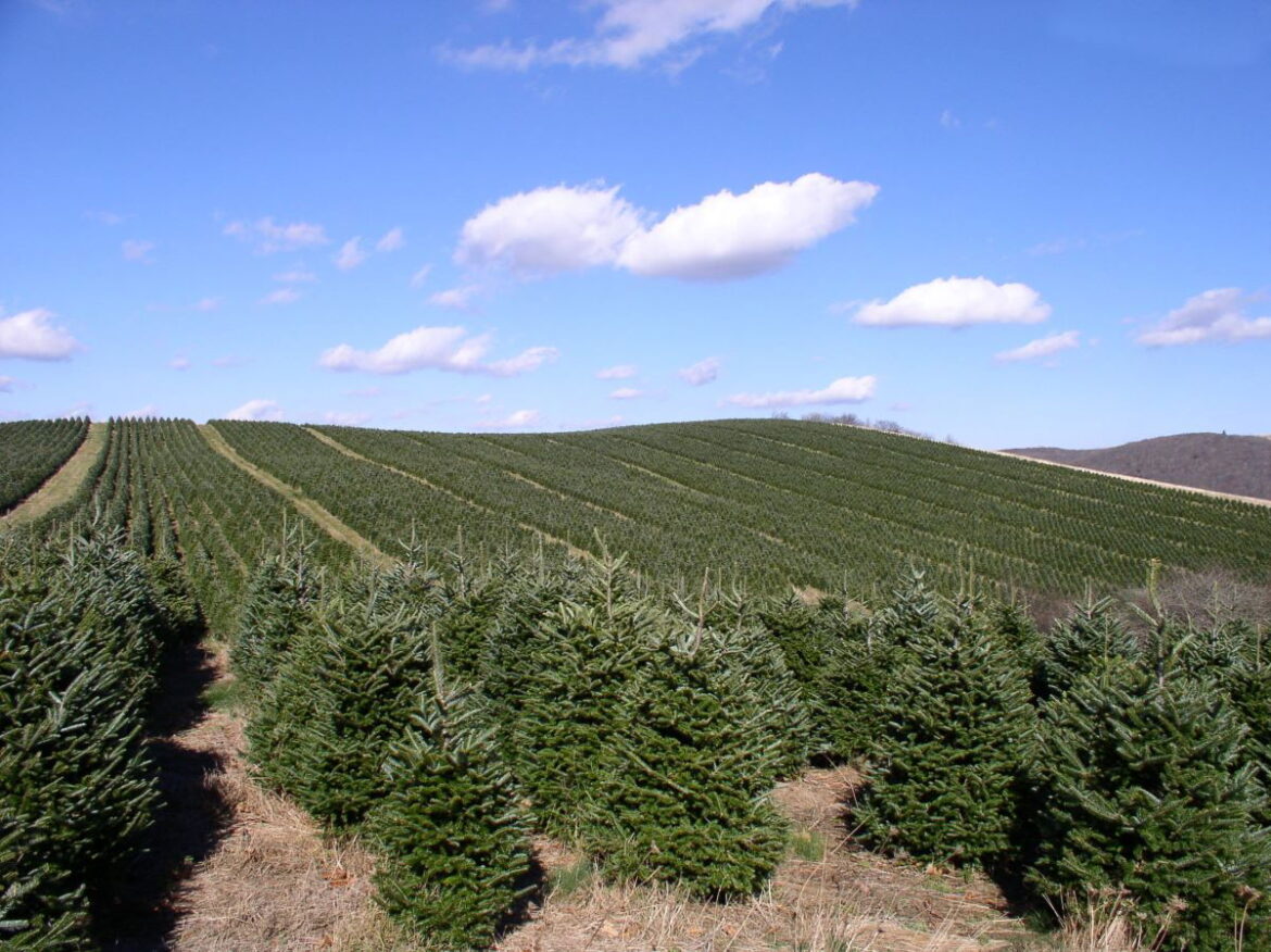 Don’t eat your Christmas tree « Euro Weekly News