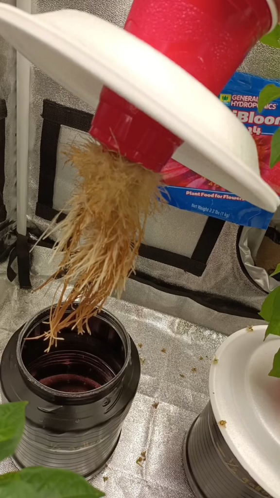 My small plants are growing great. Full of fruit