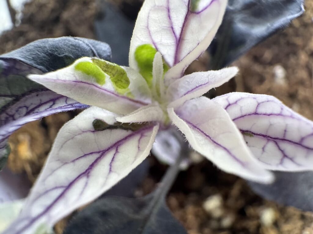 Count Mattcula seedling looking super cool.