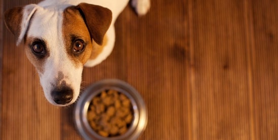 AAFCO Approves Regulatory Animal Food Ingredients Pathway FDA Approved animal ingredients in supplements