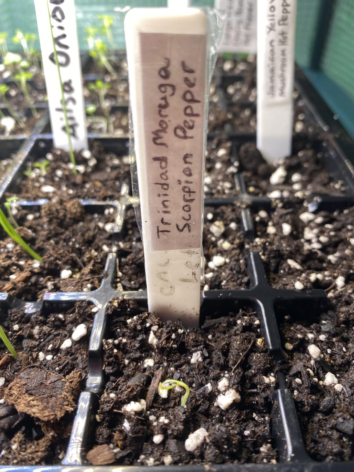 It’s been a long week at work, but today I came home to my first super hot sprout of the season!