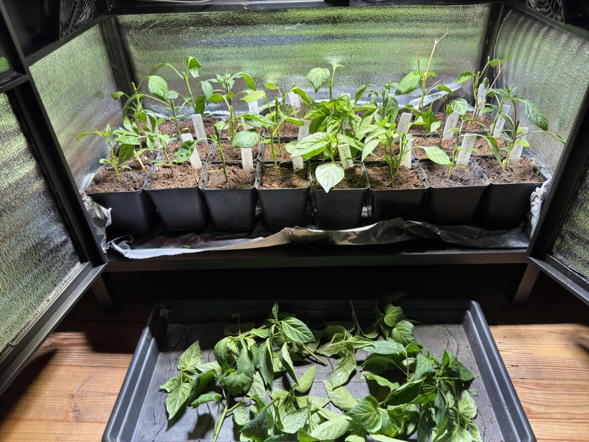 It was pretty scary to top off my plants as a first time grower 😦