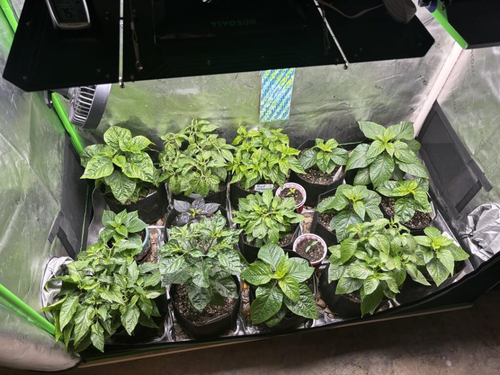 End of Jan. Tent Update