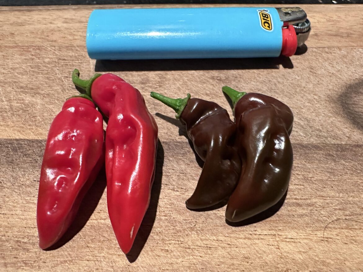 My Red Fatalii have started to ripen to Chocolate? My Red Fatalii have started to ripen to Chocolate?